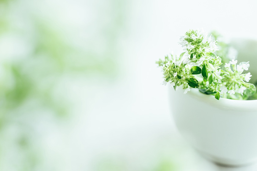 植物のイメージ